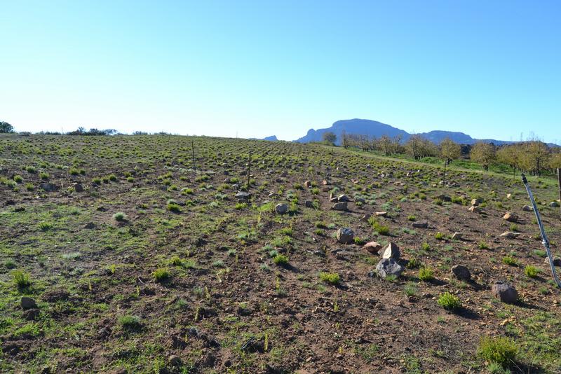 5 Bedroom Property for Sale in Piketberg Rural Western Cape